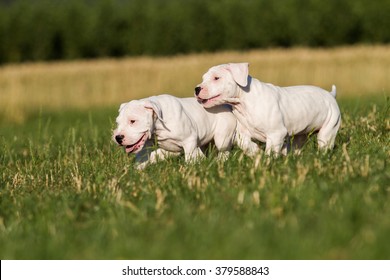 Dogo Argentino Puppy