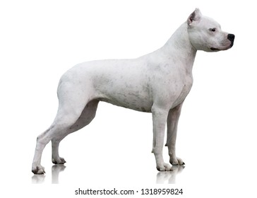 Dogo Argentino Dog Images Photos Et Images Vectorielles De Stock Shutterstock