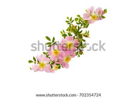dog-rose flowers on a white background