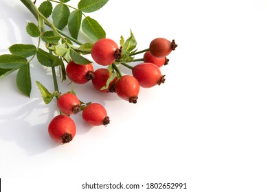 Dogrose. Red berries with green leaves isolated on a white background. The view from the top.