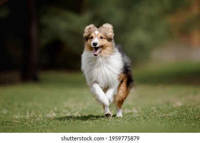 Dog-Running Shetland Sheepdog. Dog action.