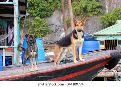 dogs