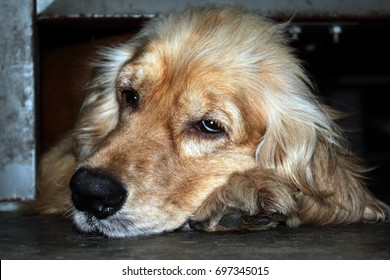 dogs