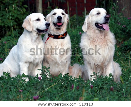 Dogs