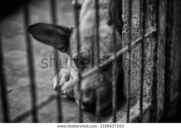 Dogs abandoned and caged, pet detail seeking\
adoption, grief and\
sadness\
