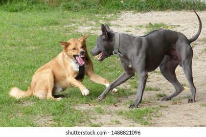 Dogs About To Fight Fighting Dogs Uncertainty Thai Ridgeback Dog And  Canaan Dog