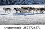 Dogs in action pulling a sled