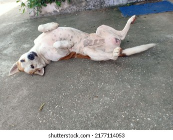 Dogs Are Always Happy When They Meet Someone Who Has Helped Them.