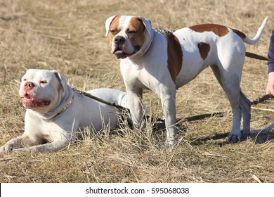 Amerikanische Bulldogge High Res Stock Images Shutterstock