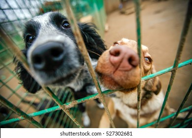 Dogs in an animal shelter waiting to be adopted. Selective focus - Shutterstock ID 527302681