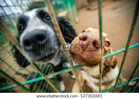 Dogs in an animal shelter waiting to be adopted. Selective focus