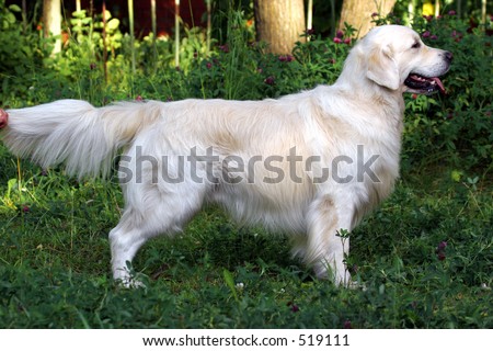 Dogs animals
