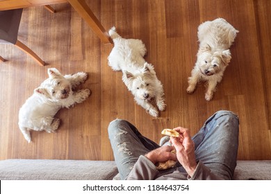 Dogs Begging For Food: Pack Of Three Hungry West Highland White Westie Terriers Watching Man Eat Panini Sandwich For Lunch At Home On Couch