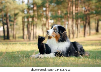  dogs and a black cat. Australian Shepherd in nature. autumn mood