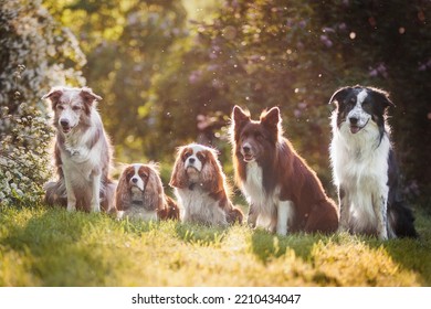 Dogs Border Collie Shepherd Dog And Cavalier King Charles Spaniel Park In Summer