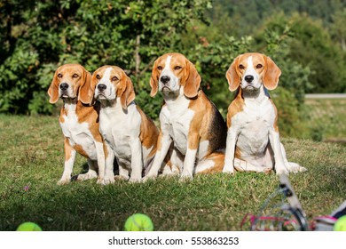 Dogs Breed Beagle Lying On Green Stock Photo 553863253 | Shutterstock