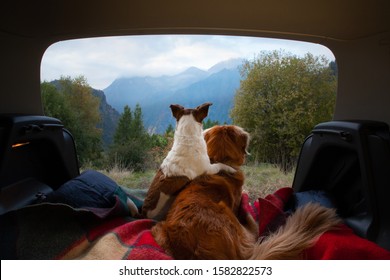 Dogs Camping In The Car. Nova Scotia Duck Tolling Retriever And Jack Russell Terrier In The Luggage Compartment. Pets On Vacation.