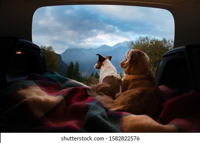 Dogs Camping In The Car. Nova Scotia Duck Tolling Retriever And Jack Russell Terrier In The Luggage Compartment. Pets On Vacation.