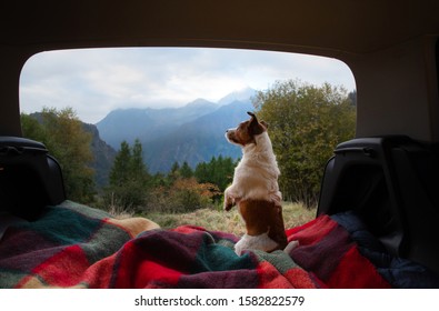 Dogs Camping In The Car. Nova Scotia Duck Tolling Retriever And Jack Russell Terrier In The Luggage Compartment. Pets On Vacation.