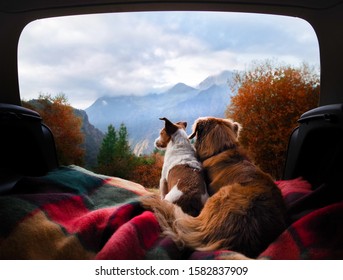 dogs camping in the car. Nova Scotia Duck Tolling Retriever and Jack Russell Terrier in the luggage compartment. Pets on vacation.