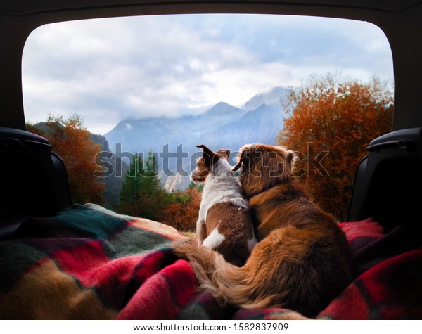 dogs camping in the car. Nova Scotia Duck\
Tolling Retriever and Jack Russell Terrier in the luggage\
compartment. Pets on\
vacation.