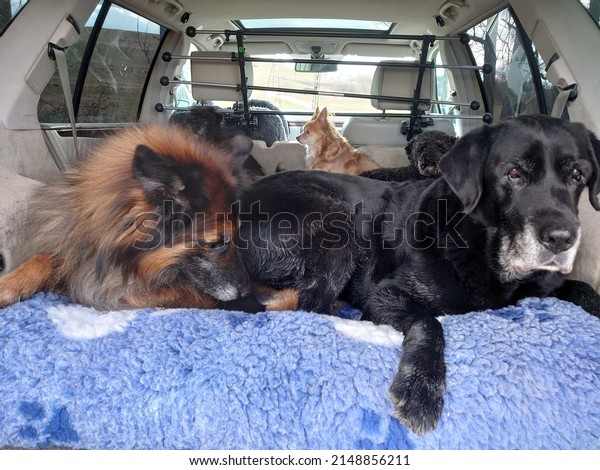 Dogs in a Car pack\

