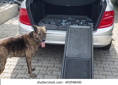 Dogs with car ramp - Powered by Shutterstock