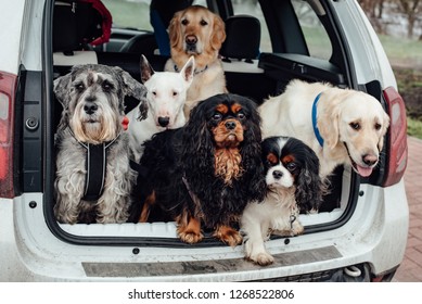 the dogs in the car sit together, kanis therapy, friendly dogs, we eat in the car, the company, the pets for one thing, together well, look, friendship,