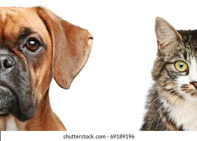 Dogs and cats. half of muzzle close up portrait on a white background
