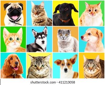 Dog Collage Images, Stock Photos & Vectors | Shutterstock
