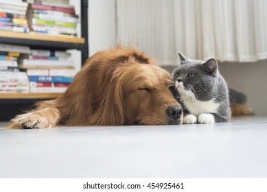 Dogs And Cats Snuggle Together