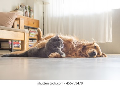 Dogs And Cats Snuggle Together