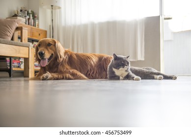 Dogs And Cats Snuggle Together