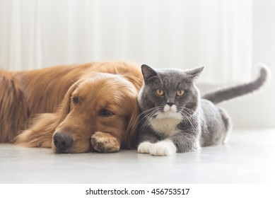 Dogs   cats snuggle together