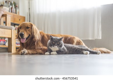 Dogs And Cats Snuggle Together