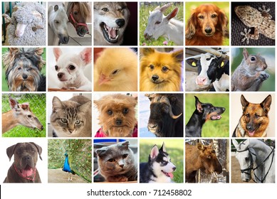 Dogs, cats, wolf, horses, cow, sheep, goat and other animals, collage