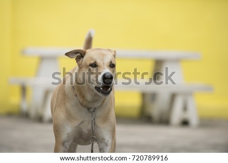 Dogs in chains are standing on a yellow background backdrop