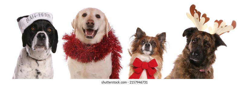 Dogs In Christmas Fancy Dress For A Party Isolated On A White Background