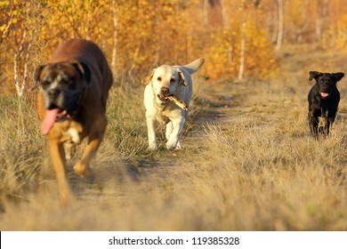 dogs coming with a stick after they tried to catch it