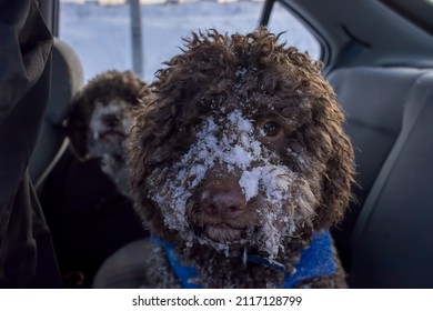 dogs covered in snow standing in car back seat
