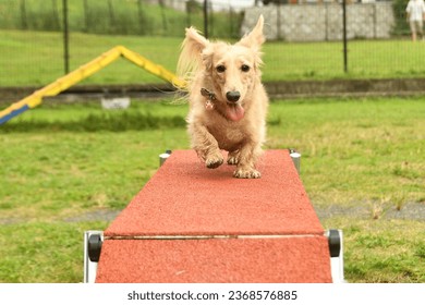 Dogs crossing the agility dog walk. - Shutterstock ID 2368576885