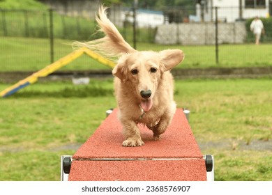 Dogs crossing the agility dog walk. - Shutterstock ID 2368576907