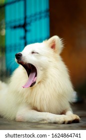 Dogs Cute Portrait - Indian Spitz Portrait