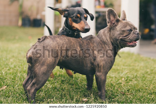 french bull weiner dog