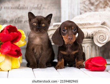 Dogs Dachshunds Puppy And Kitten Burmese 