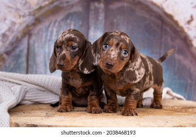Dogs dachshunds puppy on white background, dog portrait
