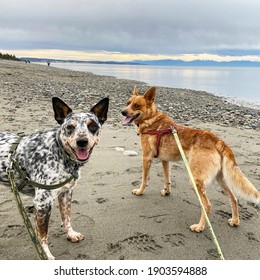 Dogs At Deception Pass State Park