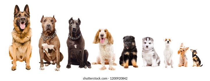 3,560 Different dogs together Images, Stock Photos & Vectors | Shutterstock