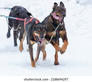 Dogs Dog Mushing In Anchorage Alaska