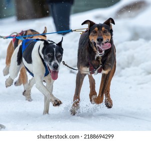 Dogs Dog Mushing In Anchorage Alaska